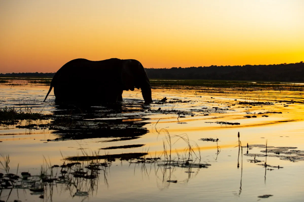 Sunway Botswana Chobe Bruce Taylor-3745