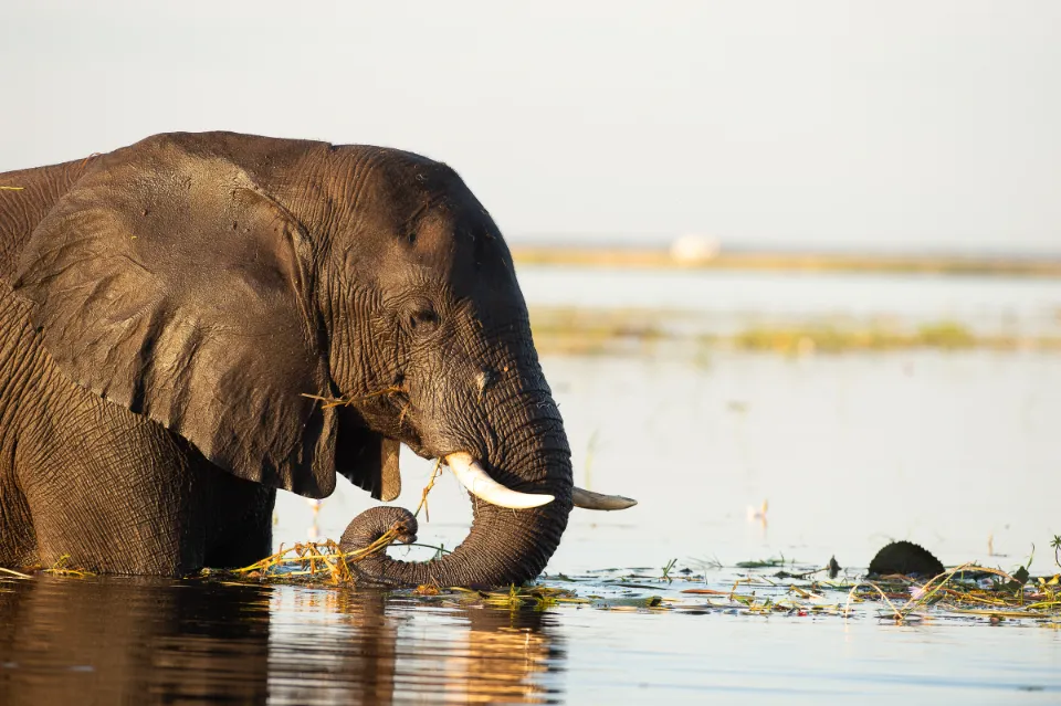 Sunway Botswana Chobe Bruce Taylor-4137