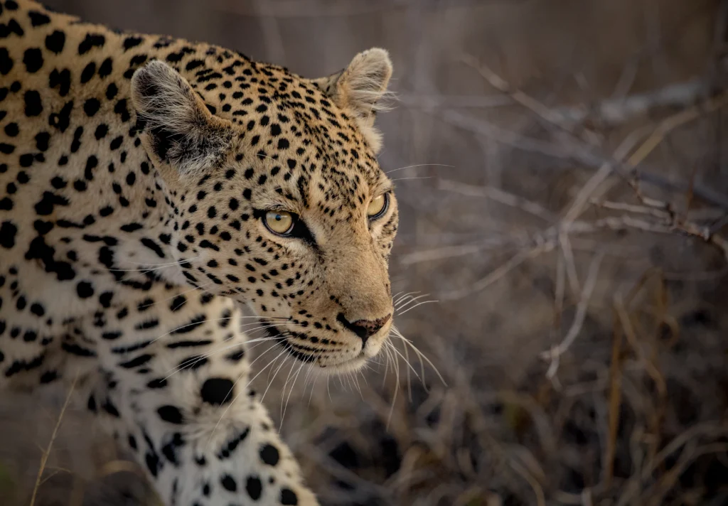 Sunway Botswana Leopard John de Jager