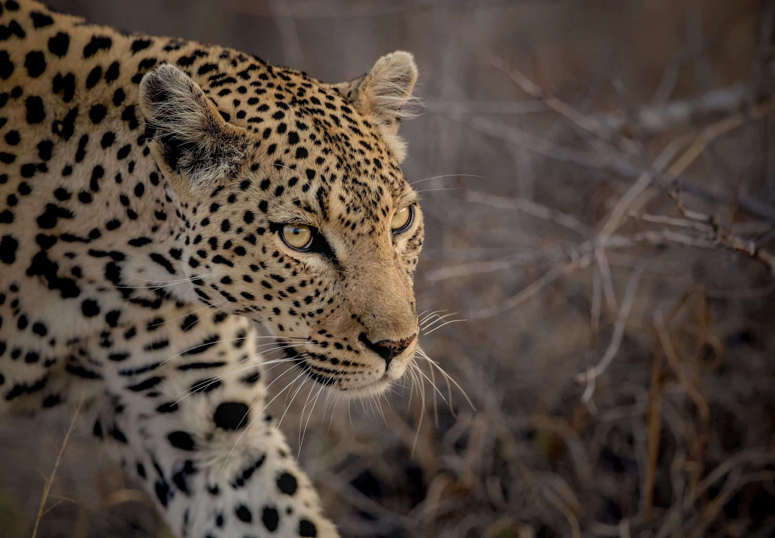 Sunway Botswana Leopard John de Jager