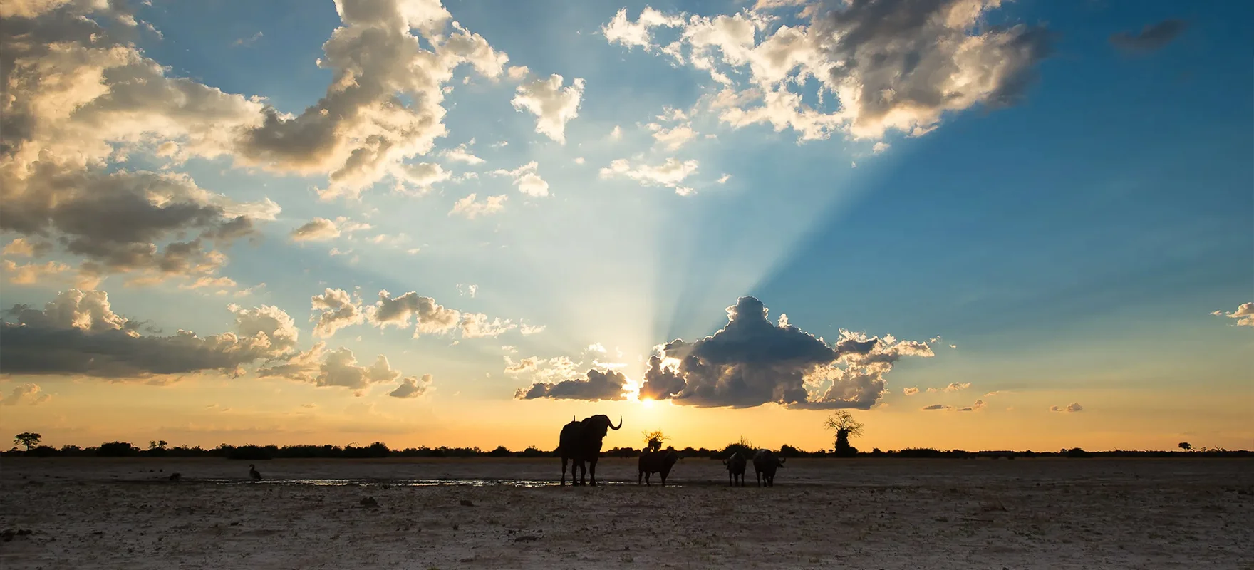 Sunway-Botswana-Savuti-Bruce-Taylor-3824-cropped