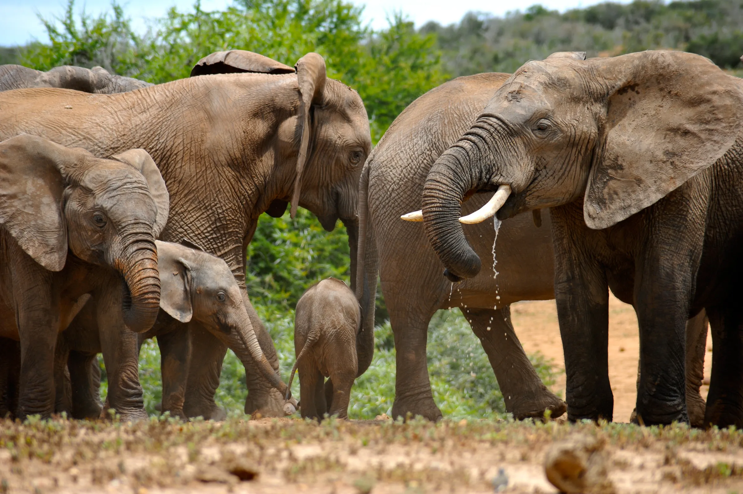 Sunway South Africa (Graham Hood) (31)