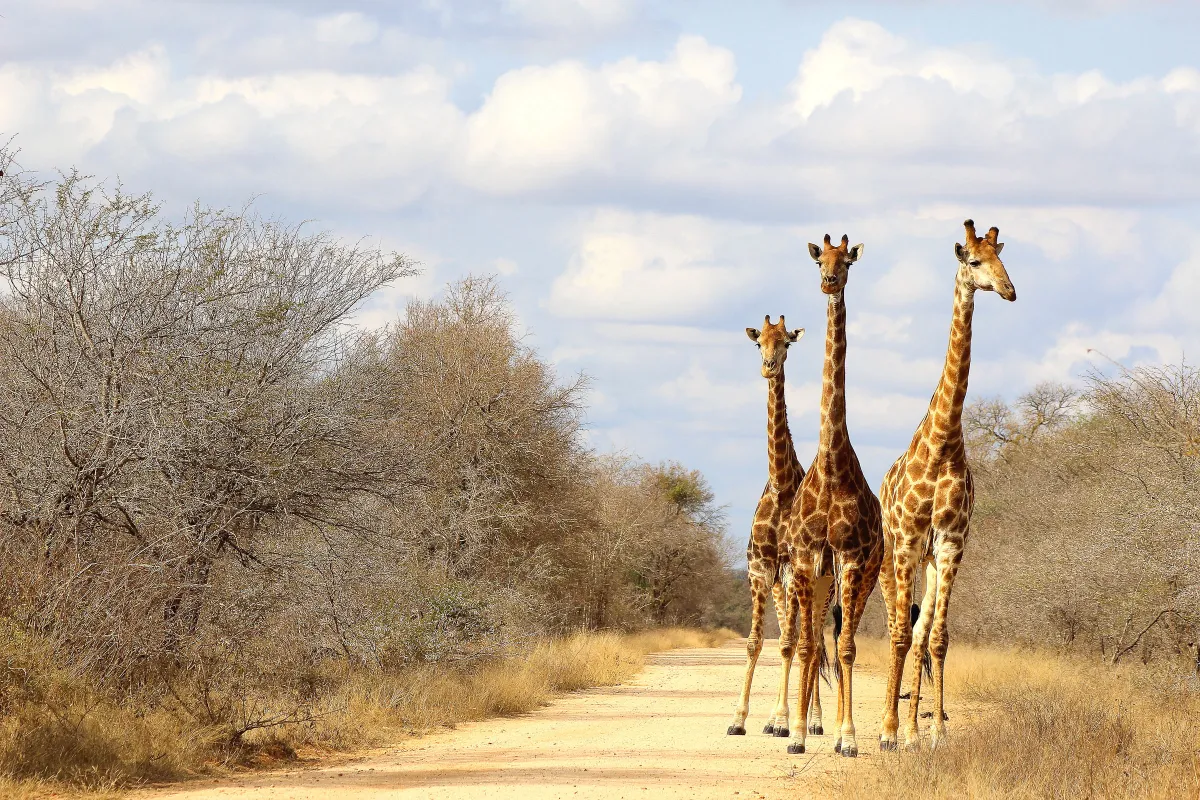 Sunway South Africa Kruger giraffe (Federica Alleti)
