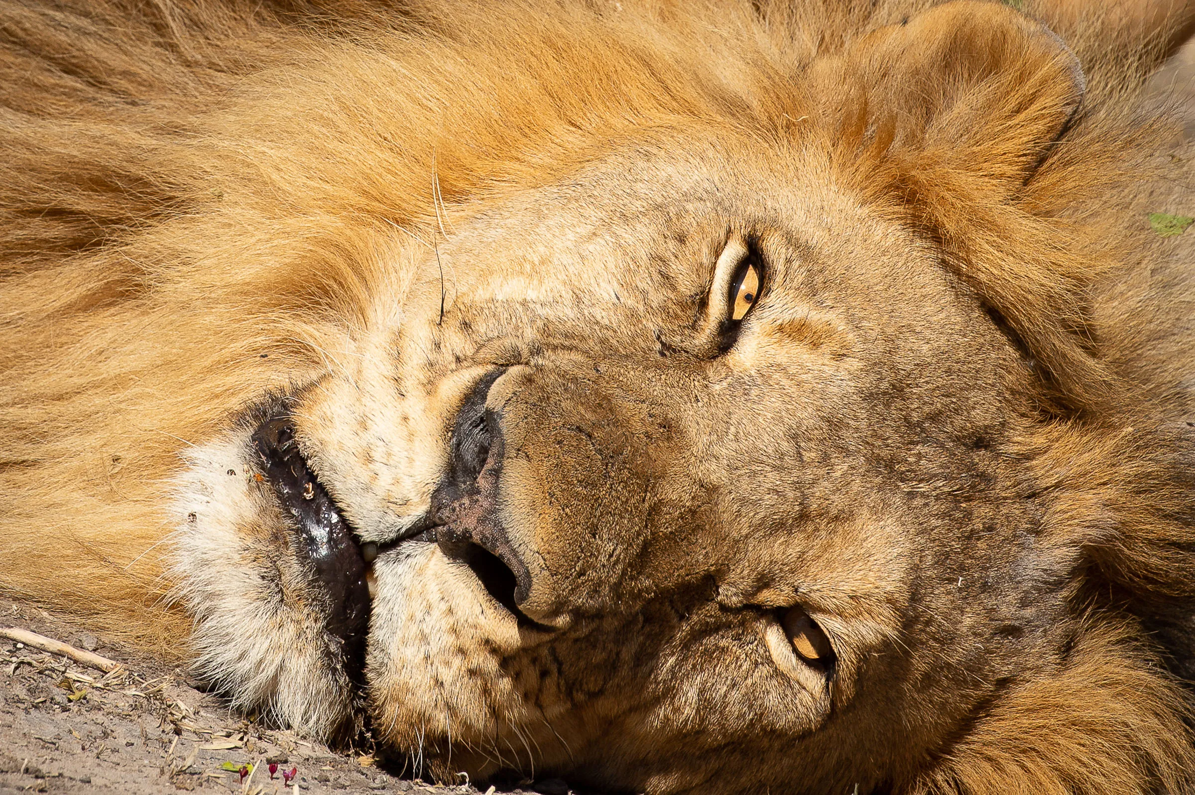 Sunway Zimbabwe Hwange NP Bruce Taylor-0693