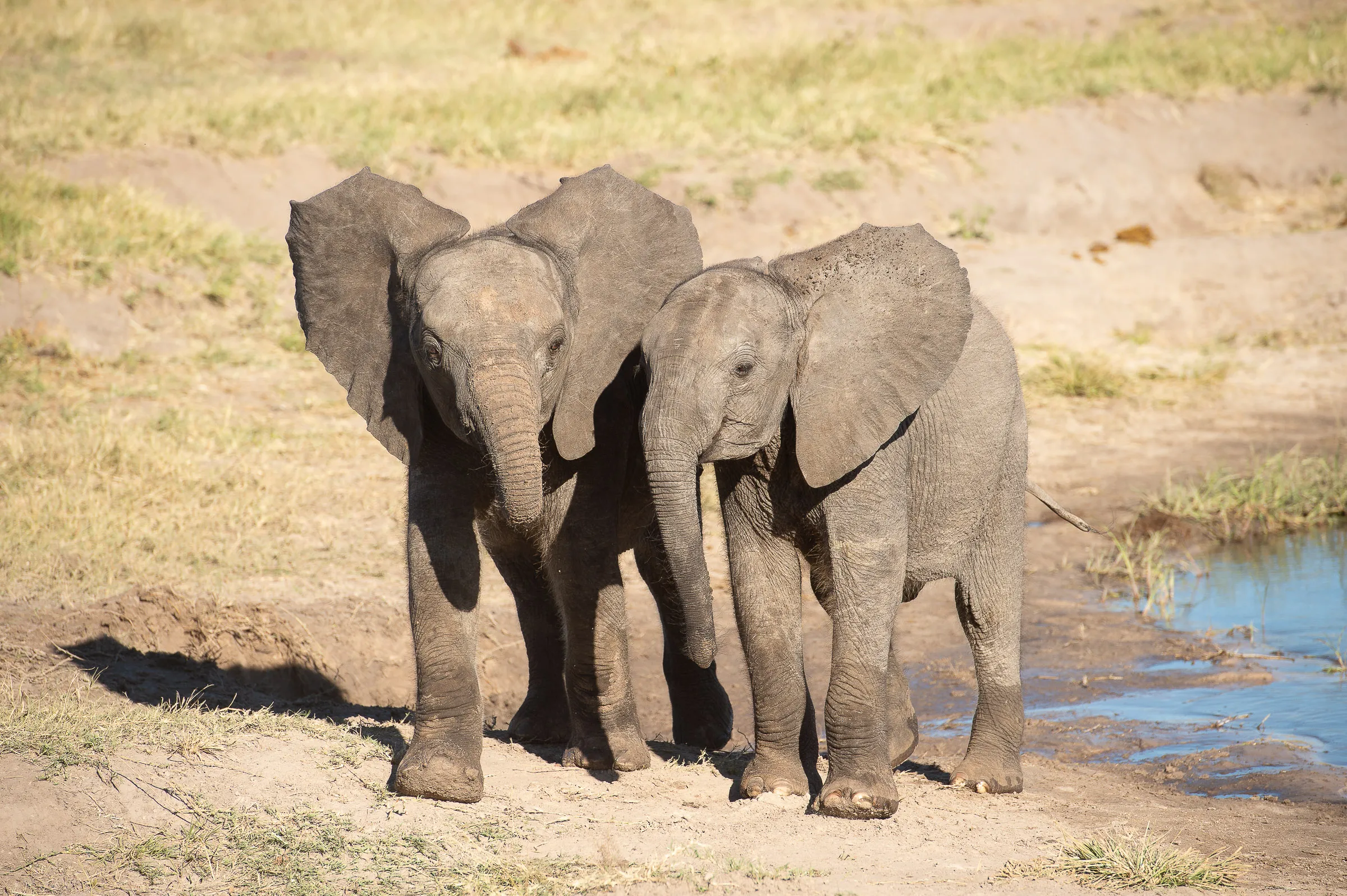 Sunway Zimbabwe Hwange NP Bruce Taylor-0752