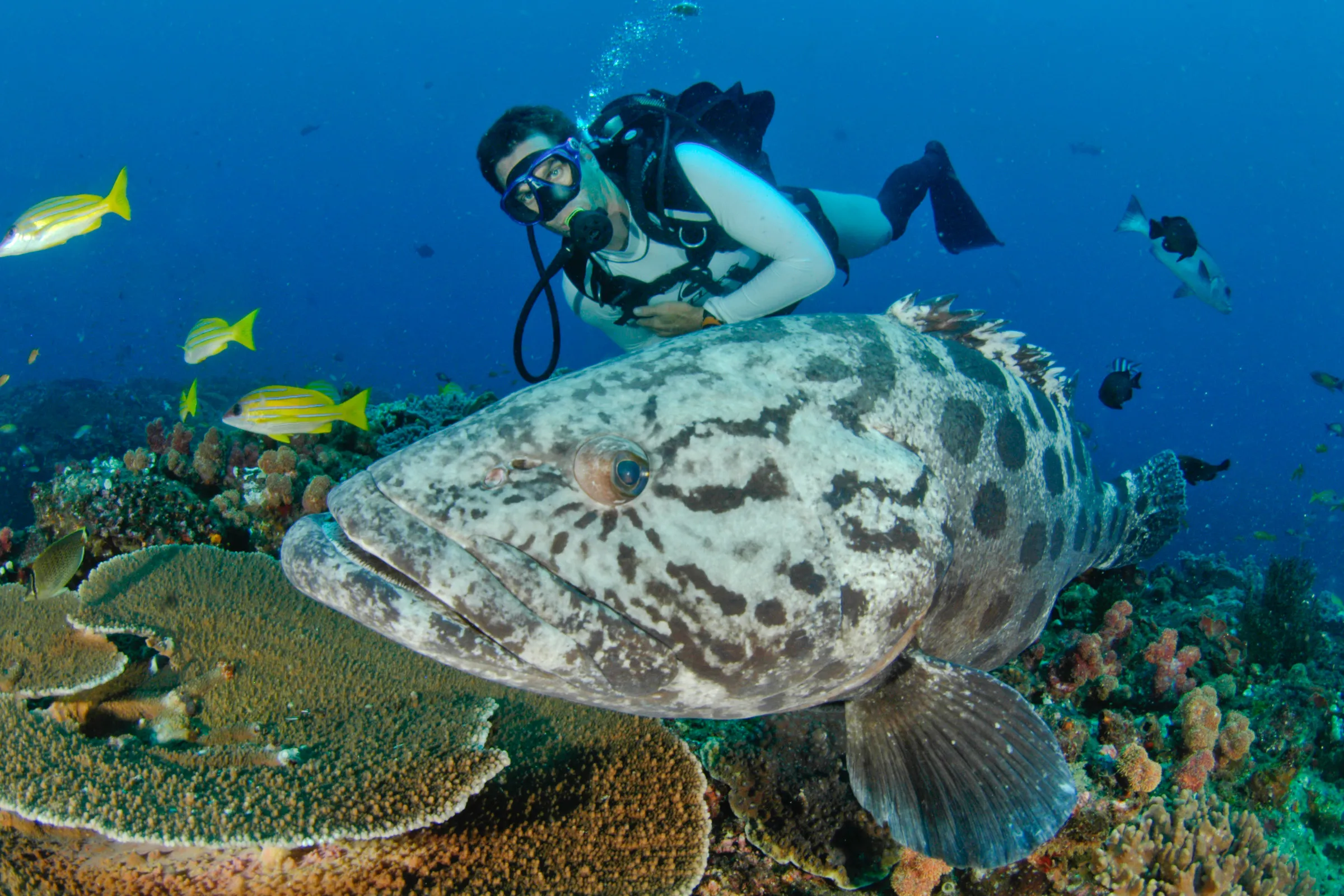 Sunway diving potatoe bass (Fiona Ayerst)