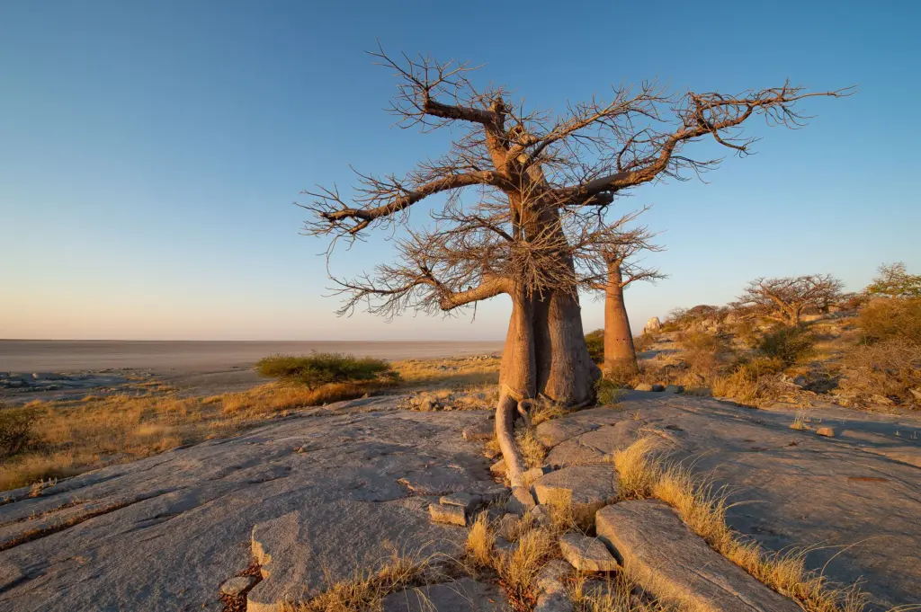 Sunway Botswana Kubu Island Bruce Taylor-6526