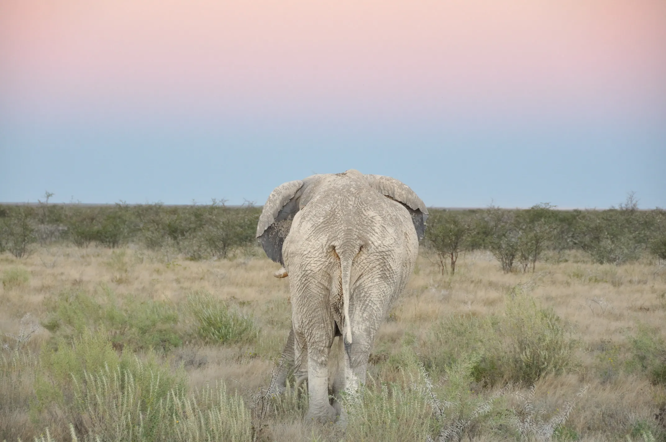 Sunway Namibia Etosha Ele Bull (Ariane Helmbrecht)