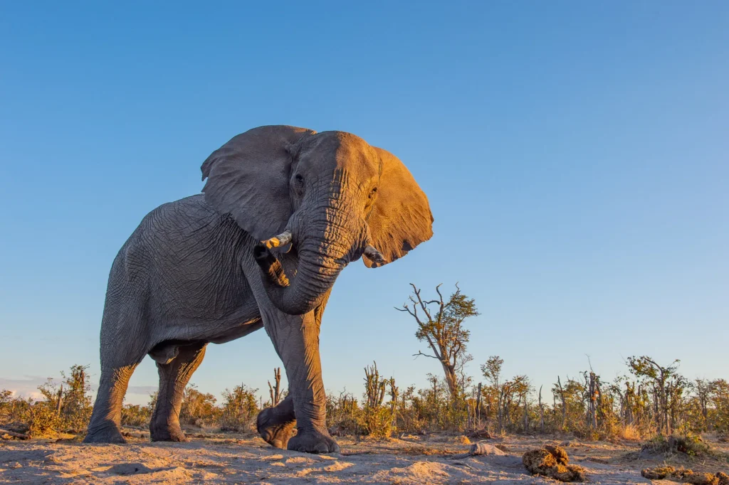 Sunway Botswana Khwai Private Reserve elephant Bruce Taylor-3425