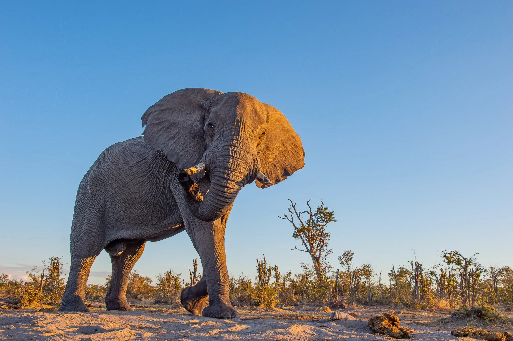 Sunway Botswana Khwai Private Reserve elephant Bruce Taylor-3425