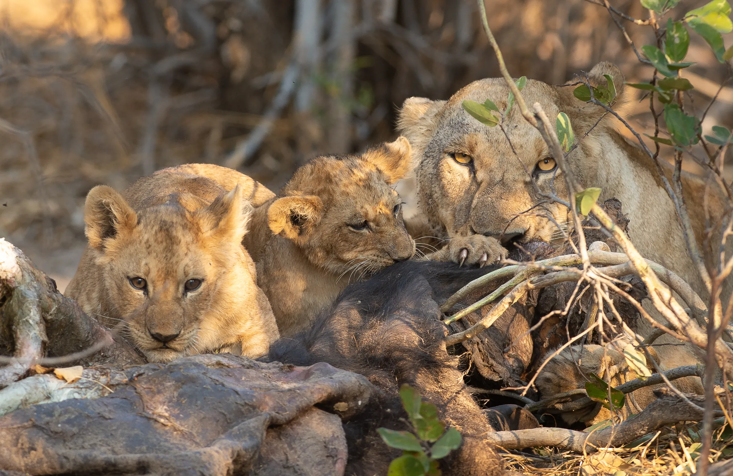 Sunway Botswana Mababe Private Reserve Bruce Taylor-6633