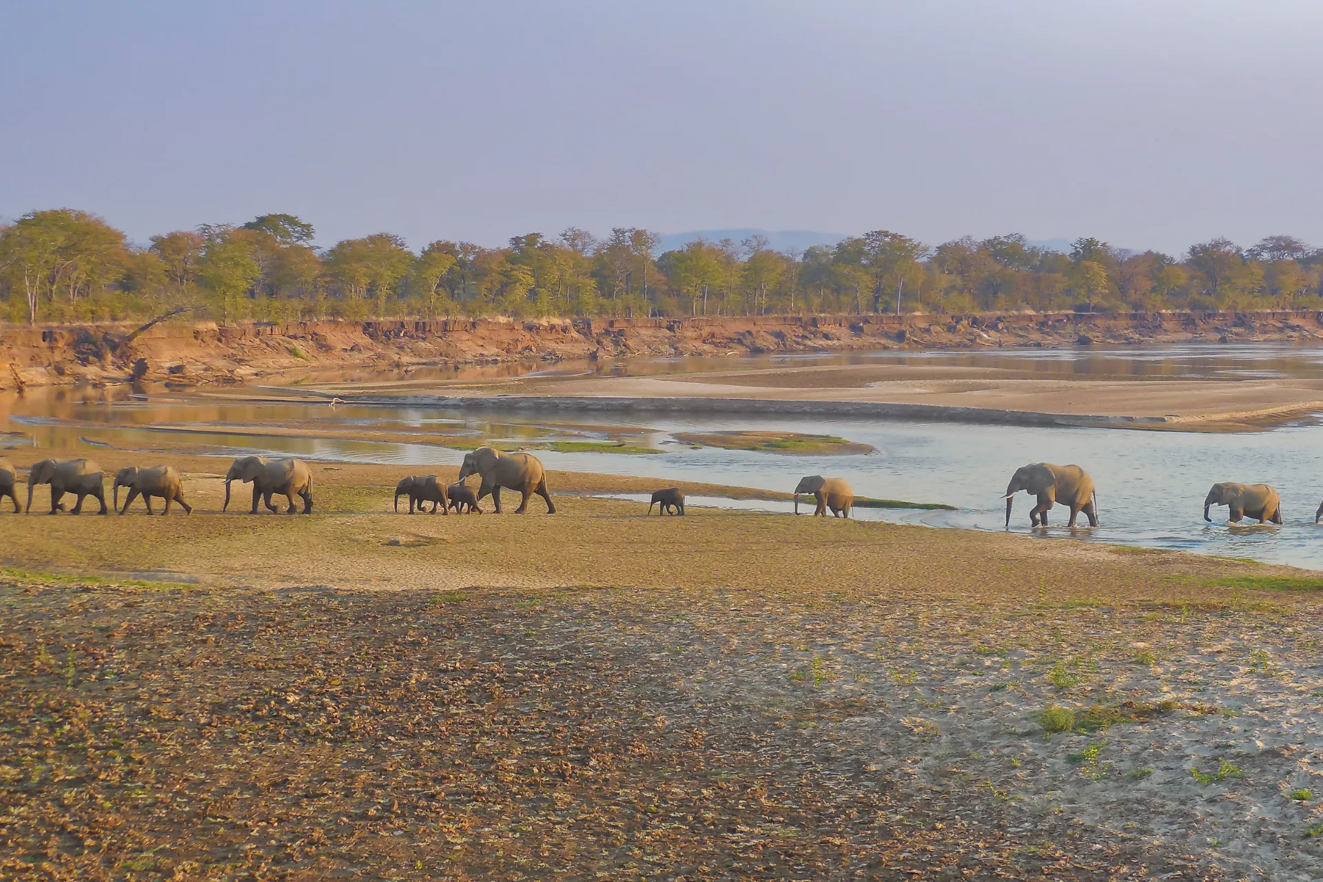 Sunway Zambia South Luangwa elephant (Panganani Moyo)DSCN0862
