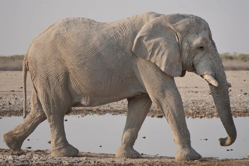 A large African elephant walking along the muddy edge of a waterhole in Etosha National Park, Namibia.